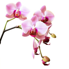Naklejka na ściany i meble Branch of orchid on white background