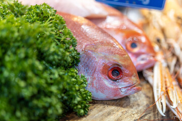 red emperor snapper fish with parsley and ice on a counter for sale