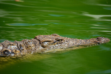 Crocodile in close-up in the water. Crocodile farm. Tourist attractions on in Africa. A powerful predator with big teeth.