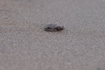 Close up of a baby sea turtle making its way to ocean at sunset on a dark sand volcanic beach. Conservation and preservation of endangered marine species concept. Selective focus, space for copy. 