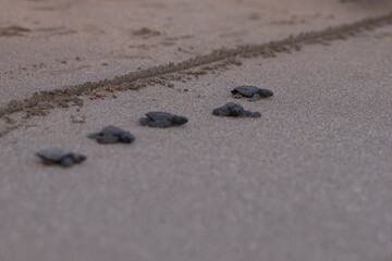 Fototapeta na wymiar Close up of a baby sea turtle making its way to ocean at sunset on a dark sand volcanic beach. Conservation and preservation of endangered marine species concept. Selective focus, space for copy. 
