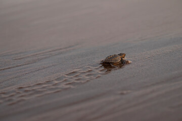Close up of a baby sea turtle making its way to ocean at sunset on a dark sand volcanic beach....