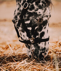 A close-up portrait of a spotted beautiful horse eating hay on a farm. Agriculture and horse care....