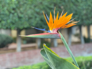 Crane flower in our yard. Beautiful flower