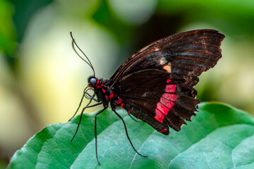 Macro shots, Beautiful nature scene. Closeup beautiful butterfly sitting on the flower in a summer garden.
