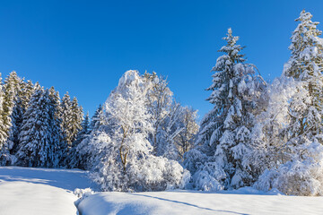 Winter - Schnee - Wald - Bäume - Eis - Schnee - Allgäu