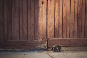 Brown dog looks out from under the gate. Dog waiting for owner comeback home. A dog pokes its snout through a hole in the fence railing to sniff out who is passing by and protect the house - obrazy, fototapety, plakaty