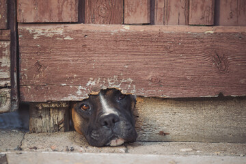 Brown dog looks out from under the gate. Dog waiting for owner comeback home. A dog pokes its snout through a hole in the fence railing to sniff out who is passing by and protect the house