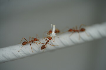 Red ants, often known for their fiery sting and organized colonies, are part of the Formicidae...
