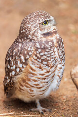 Obraz premium great horned owl, Houston Zoo, Houston, Texas, USA