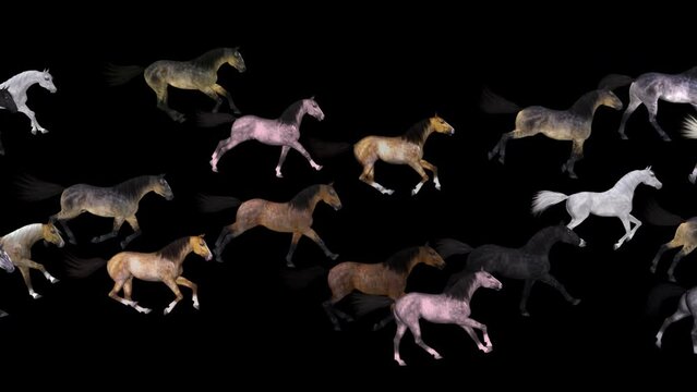 Horse Herd - Gallop Loop - Random Run - Realistic 3D animation isolated on transparent background with alpha channel