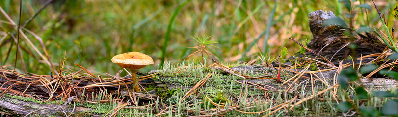 Lactarius mushroom on the coniferous forest floor