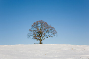 Lindenbaum im Winter - Linde im Feld