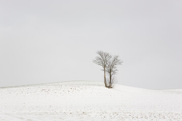 Baum Baumgruppe bei Hof/Saale  im Winter Schneelandschaft - obrazy, fototapety, plakaty