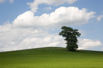 Baum im Frühling / Frühsommer