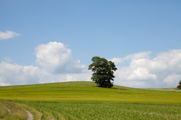 Fototapeta na wymiar Baum mit Maisfeld im Sommer - Sonneschein mit Wolken