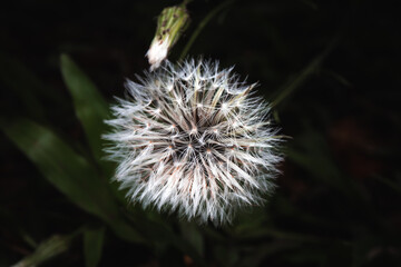 dandelion head