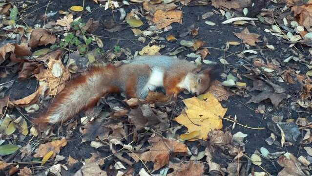 Dead red squirrel lying on the ground in a fall park or forest surrounded by yellow leaves