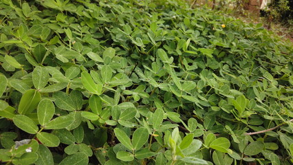 beautiful lawn with uniform foliage