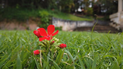 Red Flower in the Backdrop of a Green Lawn
