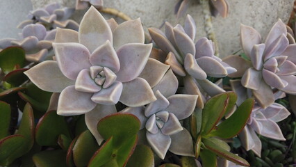Variety of Succulent Plants in All Their Shape and Color