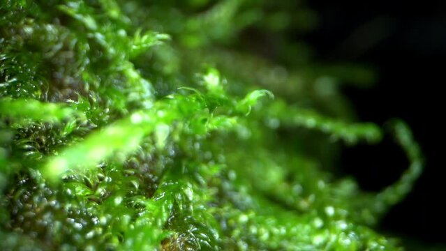 Moos extrem Close Up Vertikalfahrt #2 4K 30p