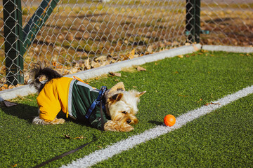 Playful Yorkshire Terrier dog in stylish warm suit plays with a basketball ball on soccer field...