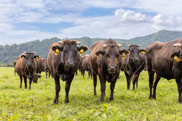 高原の牧場の牛の群れ - obrazy, fototapety, plakaty