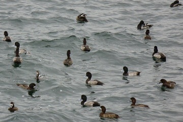 Fototapeta premium みぞれ雨，冷たい風が吹く港の波、海鳥の群れを、翻弄する嵐海の模様