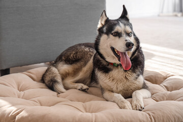 Cute Husky dog lying on pet bed in living room