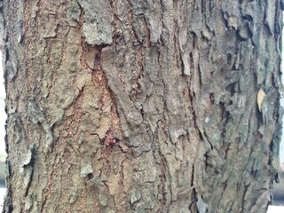 Tree bark texture. Natural background of wood bark. Tree bark close up.