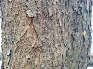 Tree bark texture. Natural background of wood bark. Tree bark close up.