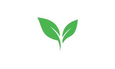 green plant isolated on white