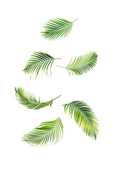 Falling palm leaves in the air isolated on white background.