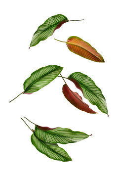 Falling calathea ornata tropical leaves on white background.