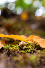 Puffball Mushroom 