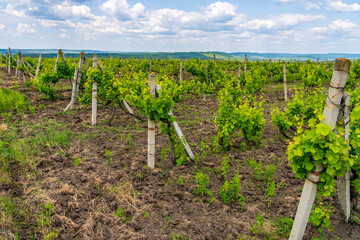 Elite wine grape fields. Background or backdrop with selective focus and copy space