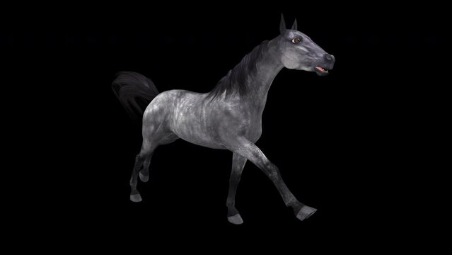 Dapple Grey Horse - Gallop Loop - Side Angle View CU - Realistic 3D animation with alpha channel isolated on transparent background