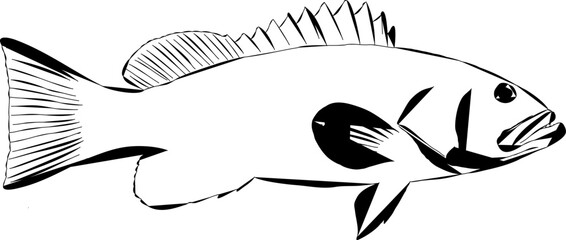 A modern outline of a Rock fish