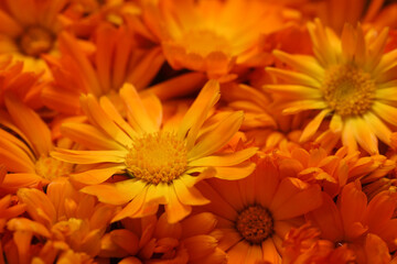 Beautiful fresh calendula flowers as background, closeup