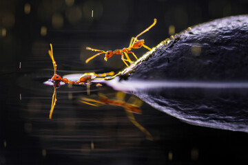 A teamwork between the red ants on the water and there is its reflection