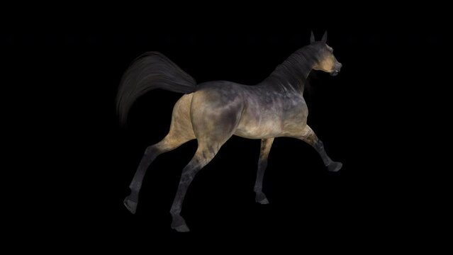 Grulla Brown Horse - Gallop Loop - Back Angle View CU 4K - Realistic 3D animation with alpha channel isolated on transparent background