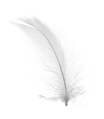 Beautiful fluffy bird feather isolated on white
