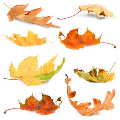 Many different autumn leaves on white background