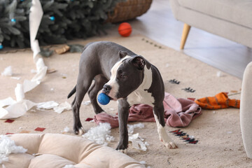 Naughty Staffordshire Terrier with Christmas ball in messy living room