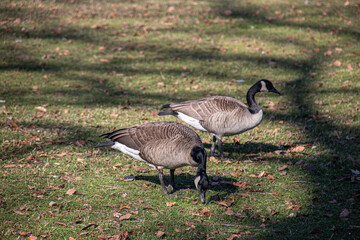 Canada Goose on the prowl in the park