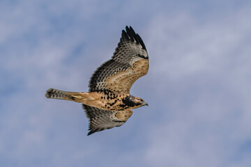 Swainson's Hawk soaring in flight