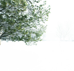 Tree in the snow
