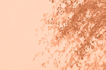 Peach Fuzz leaves background with shadow on white colour wall. Monochrome background with copy space. Color 2024.
