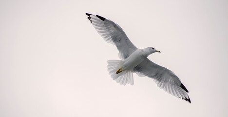 Flying Ring-Billed Gull